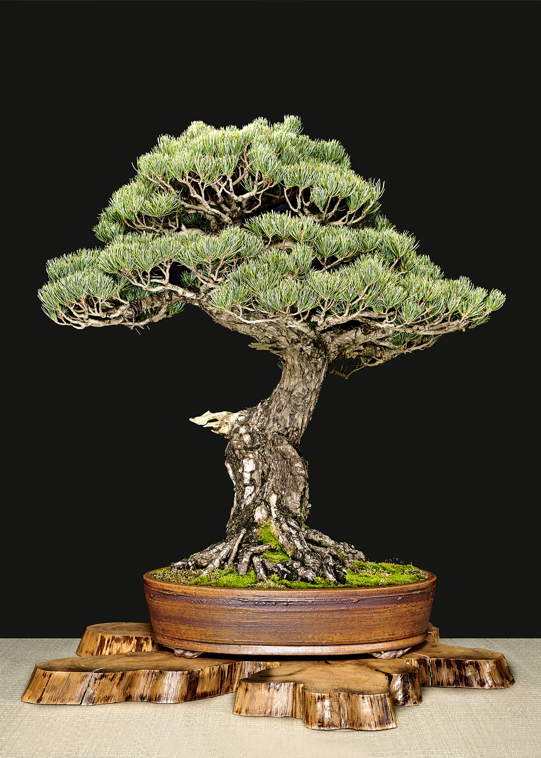 Great Bonsai Tree Japanese in 2023 Don t miss out 