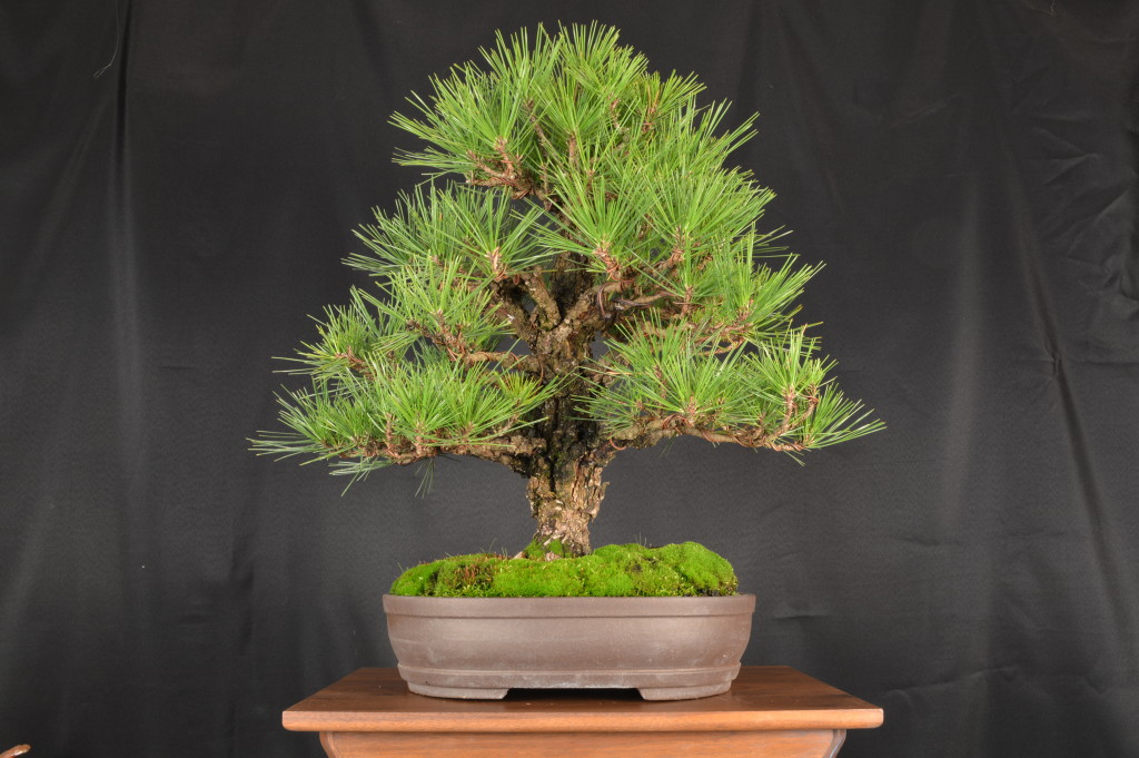 Japanese Black Pine Pinus thunbergii - Bonsai Learning Center