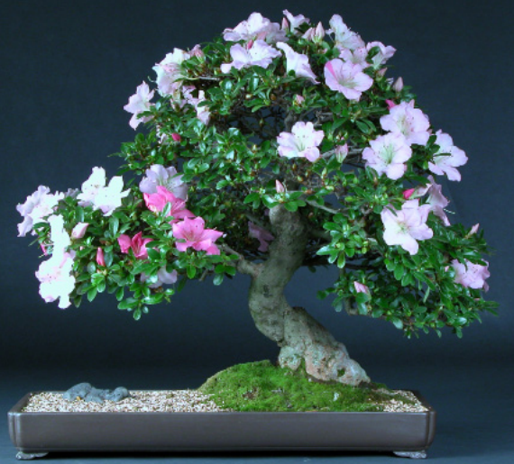 Azalea (Rhododendron indicum) Bonsai Learning Center