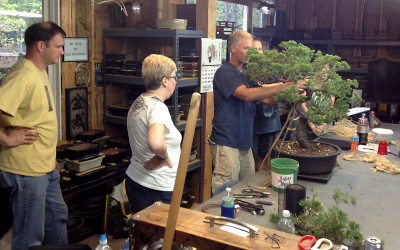 Bonsai Intensives