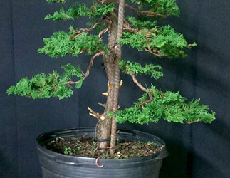 Hinoki Cypress Workshop