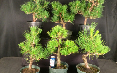 Japanese Black Pine Workshop