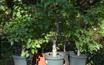 Korean Hornbeam Bonsai Forest Workshop