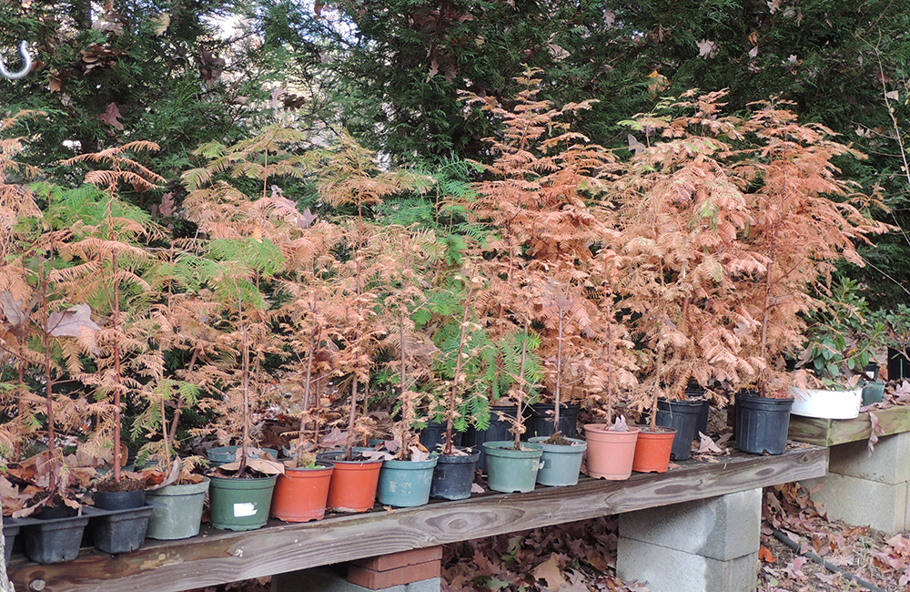 Dawn Redwood in Fall Color