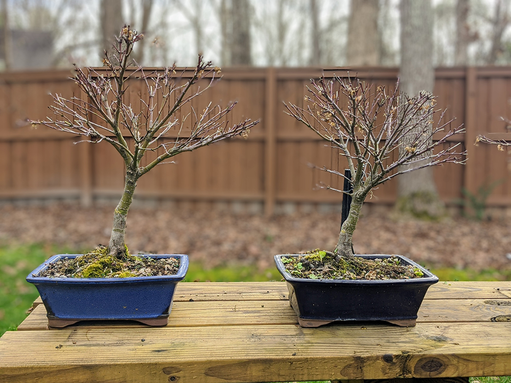 sharps pygmy bonsai