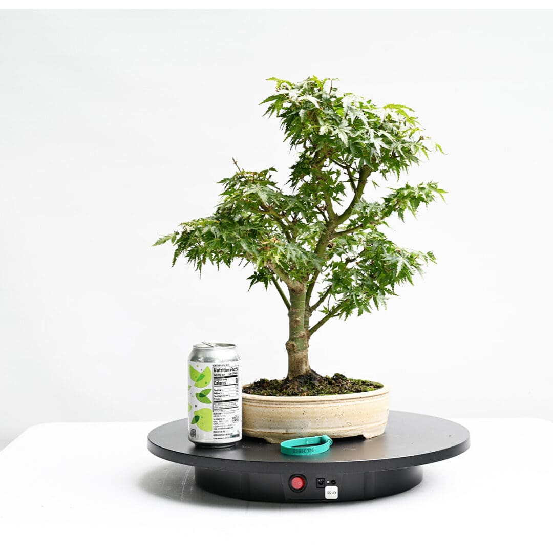 Japanese Maple Kotohime Bonsai