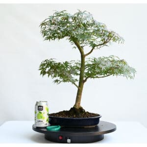 Dwarf Japanese Maple