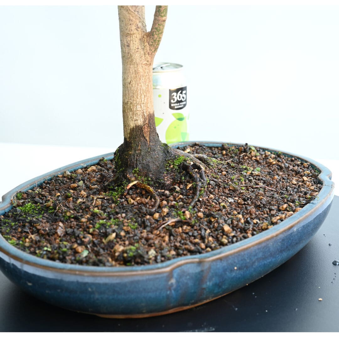 Japanese Maple Bonsai with Free Shipping Available - Bonsai