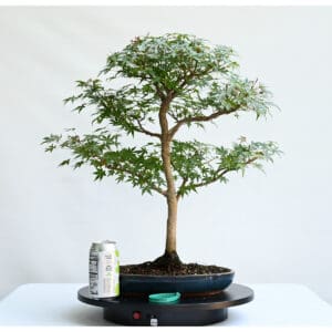 Dwarf Japanese Maple