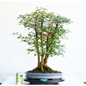 Trident Maple Bonsai