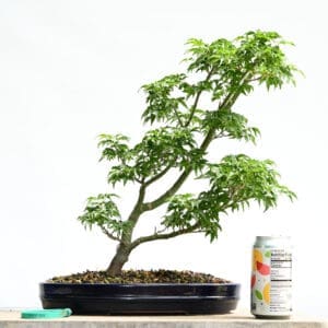 Maple bonsai tree with soda can