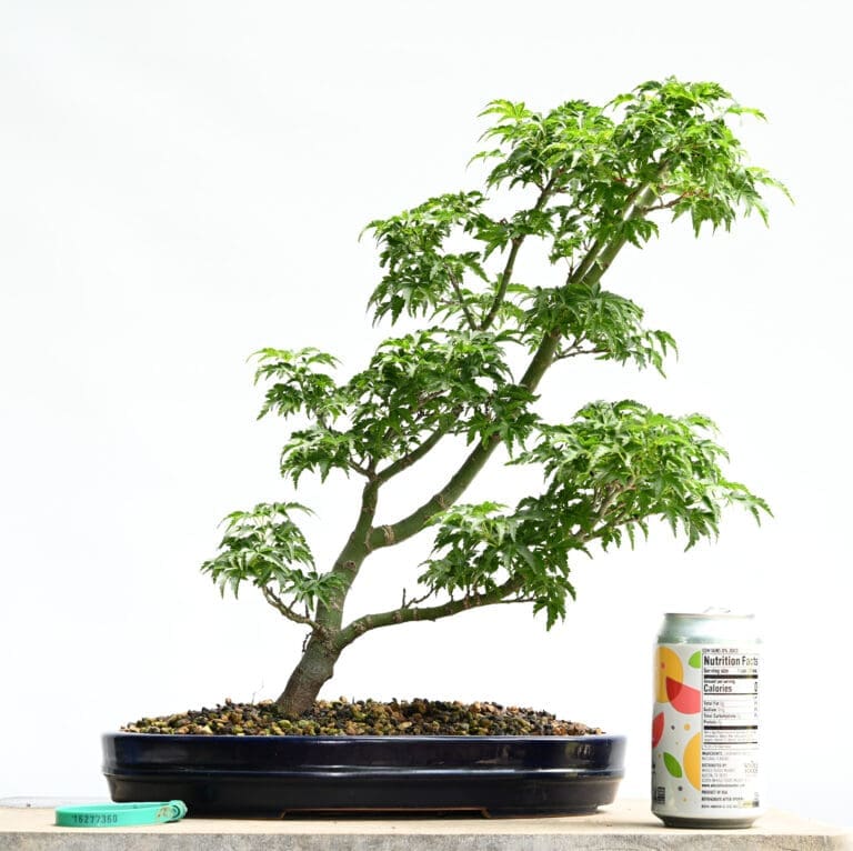 Maple bonsai tree with soda can