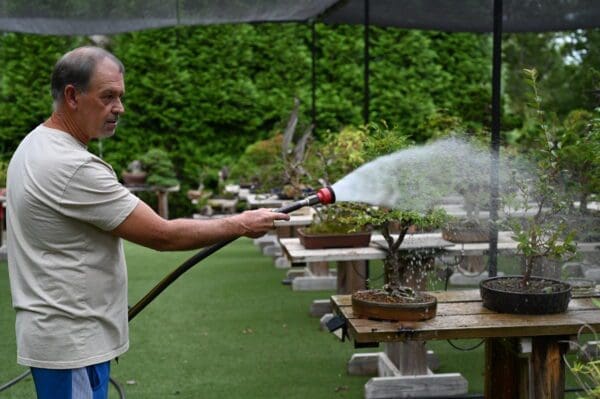 Man watering bonsai trees with a hose in a garden.