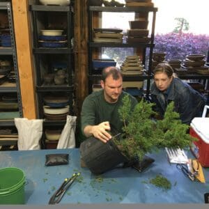 Two people working on a bonsai tree indoors.