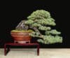 Cascading bonsai pine tree in ceramic pot