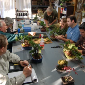 Group workshop trimming bonsai trees at table