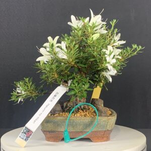 Bonsai tree with white flowers in pot.