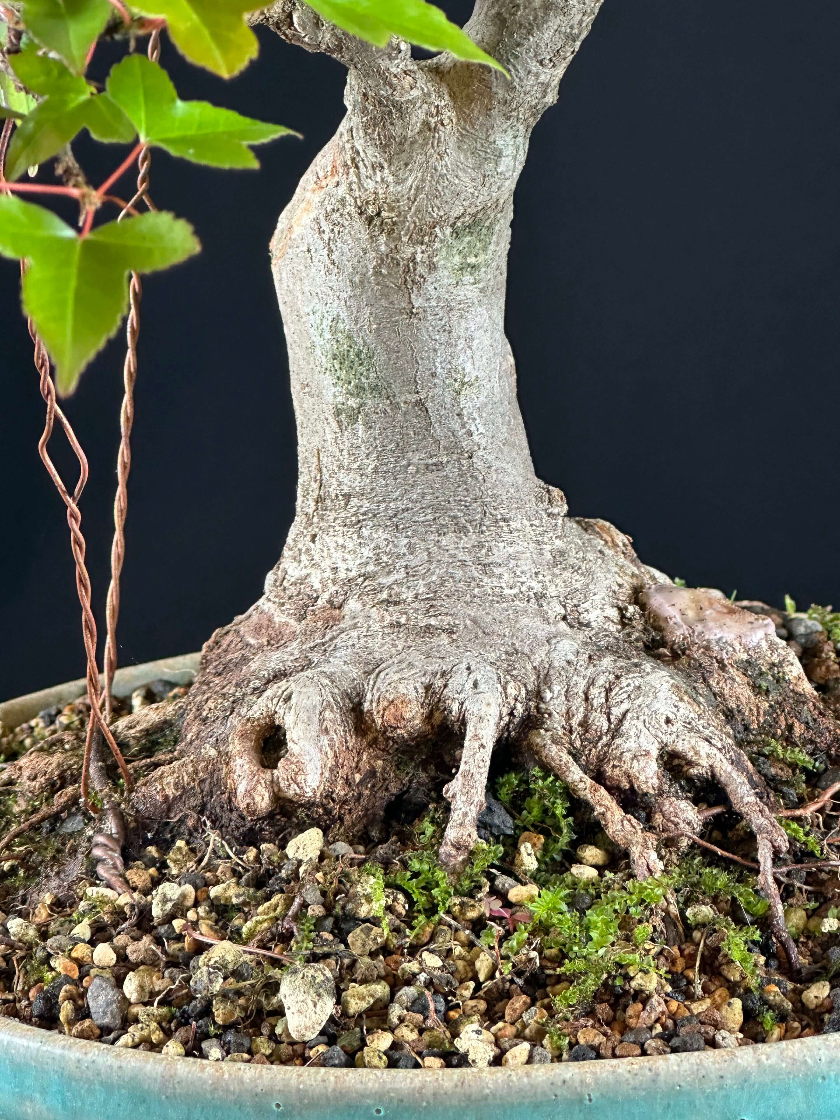 Trident Maple Bonsai ST8887 - Bonsai Learning Center