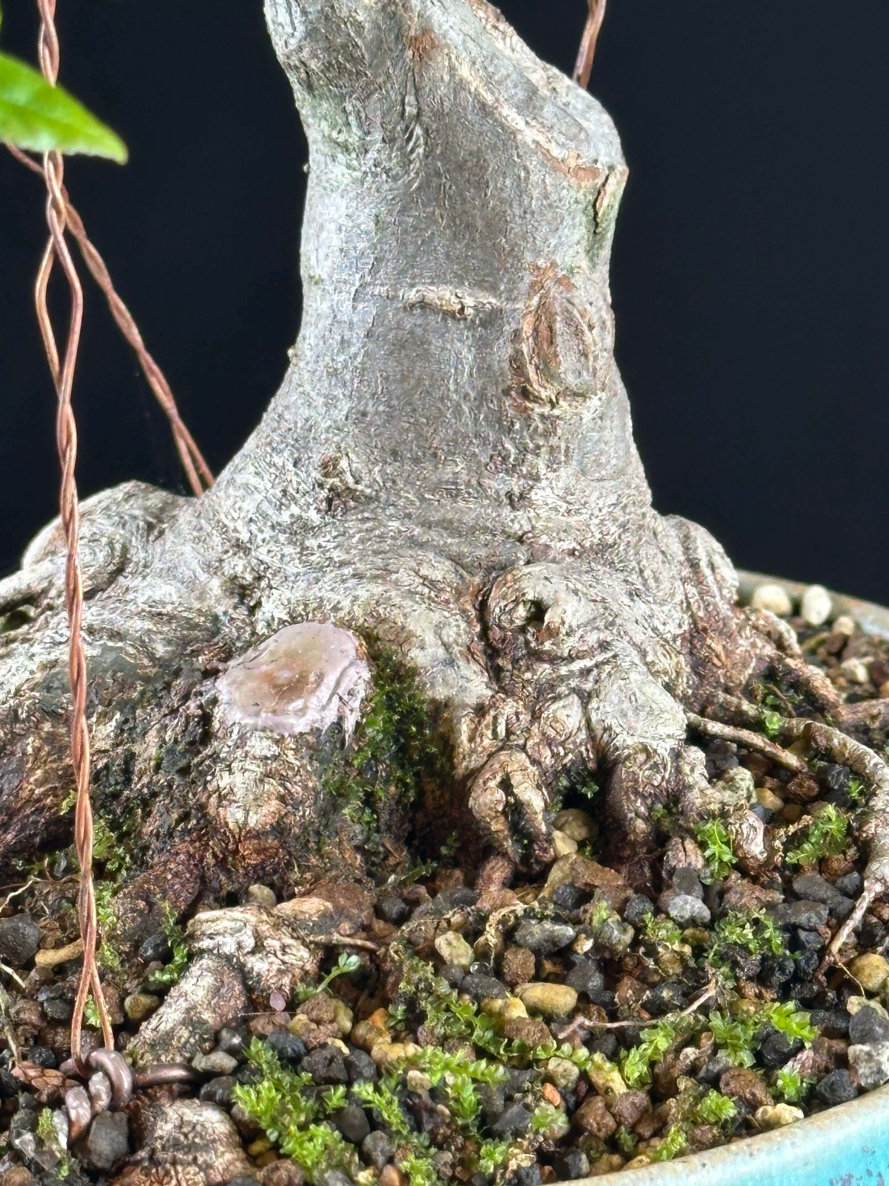 Close-up of bonsai trunk, roots, and moss