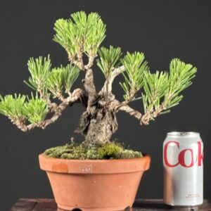 Miniature pine bonsai in terracotta pot