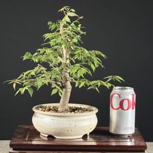 Bonsai tree beside a Diet Coke can.