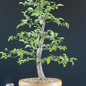 Green bonsai tree in shallow ceramic pot