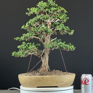 Wired bonsai tree in shallow tan pot