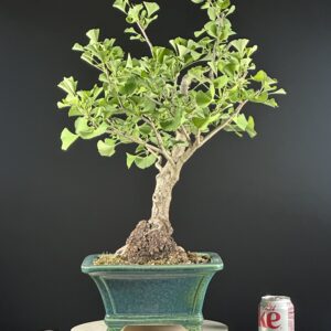 Bonsai tree in pot beside Diet Coke can.