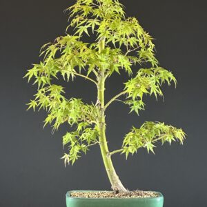 Green Japanese maple bonsai in teal pot
