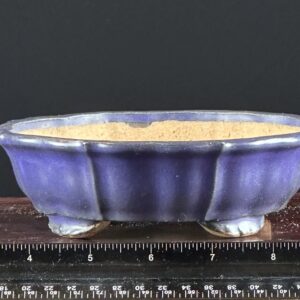 Blue bonsai pot on wooden surface.