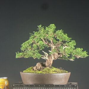 Bonsai tree with moss in shallow pot