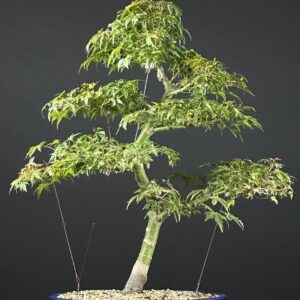 Dwarf Japanese Maple Bonsai ST0013