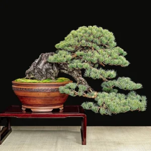 Cascade-style bonsai pine on wooden stand