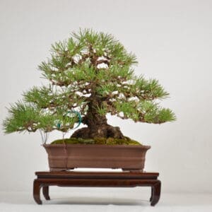 Japanese Black Pine Care May 17 2026 Holly Springs, NC
