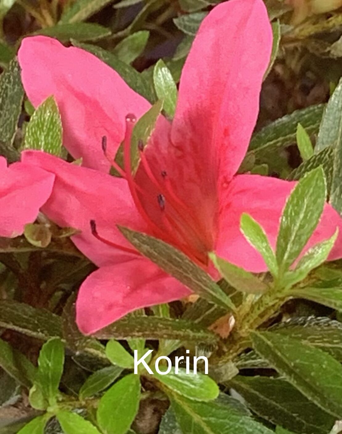 imported Satsuki Azalea var. Korin - Image 2