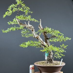 Cork Bark Chinese Elm Bonsai