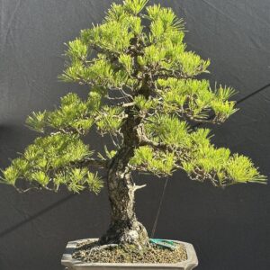 Japanese Black Pine Bonsai STPU0000