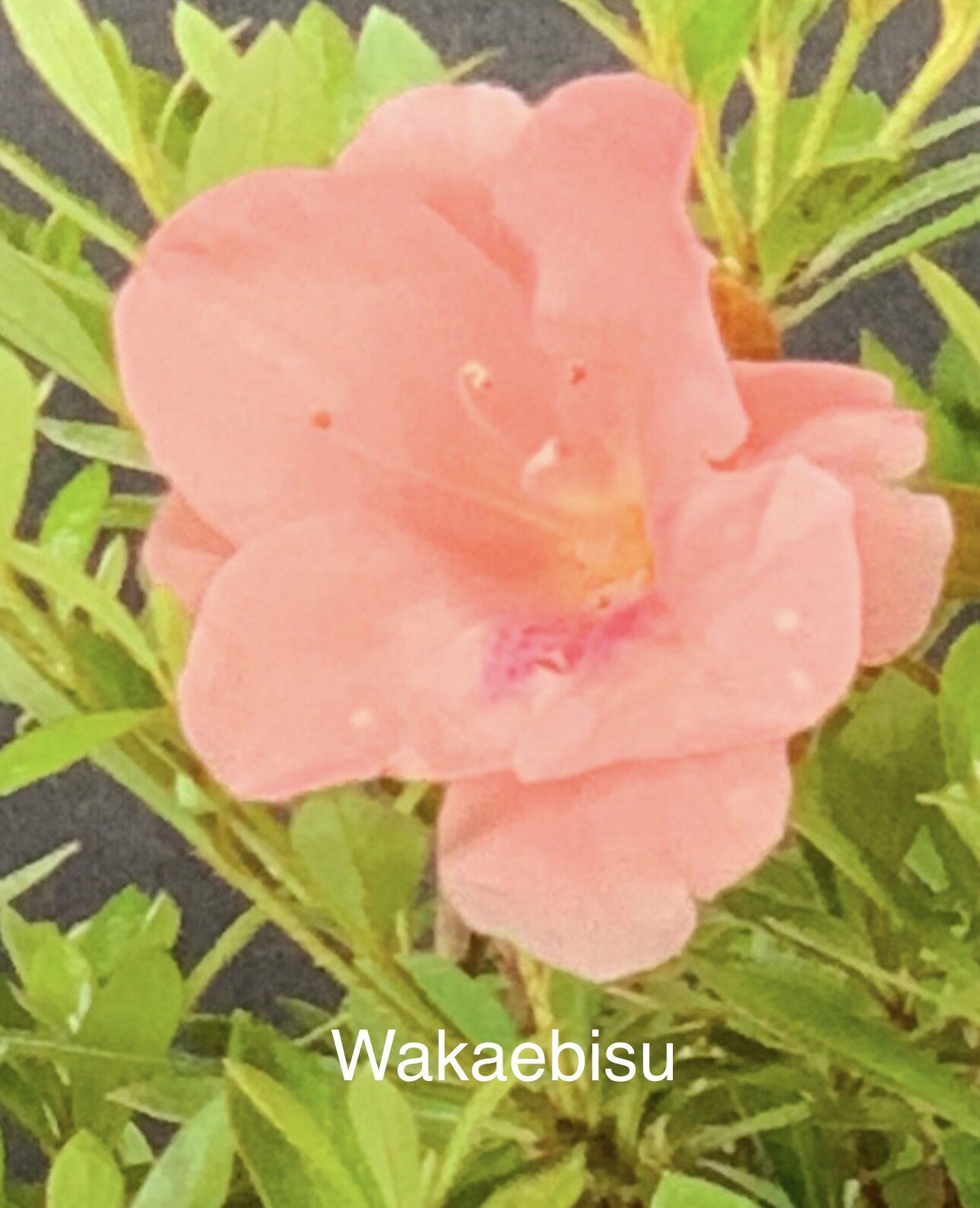 Satsuki Azalea var. Wakaebisu - Image 3