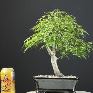 Japanese Maple var. Sharps Pygmy Bonsai ST8767
