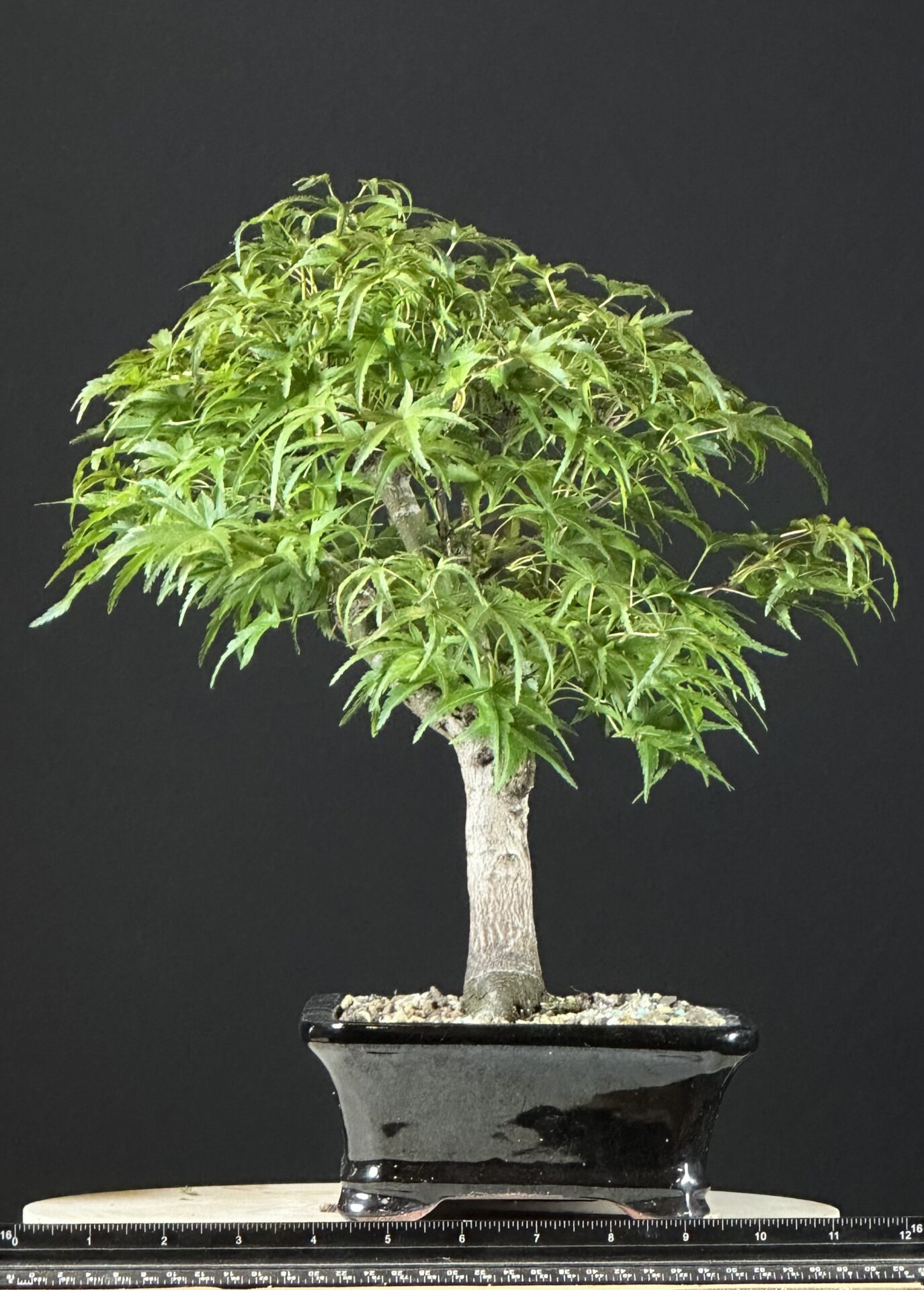 Japanese Maple var. Sharps Pygmy Bonsai ST8767 - Image 3