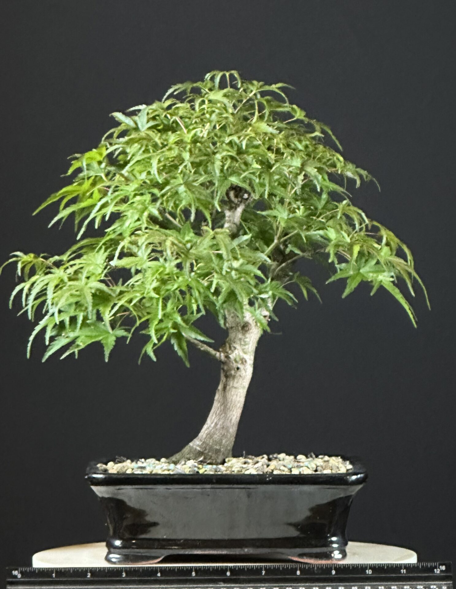 Japanese Maple var. Sharps Pygmy Bonsai ST8767 - Image 4