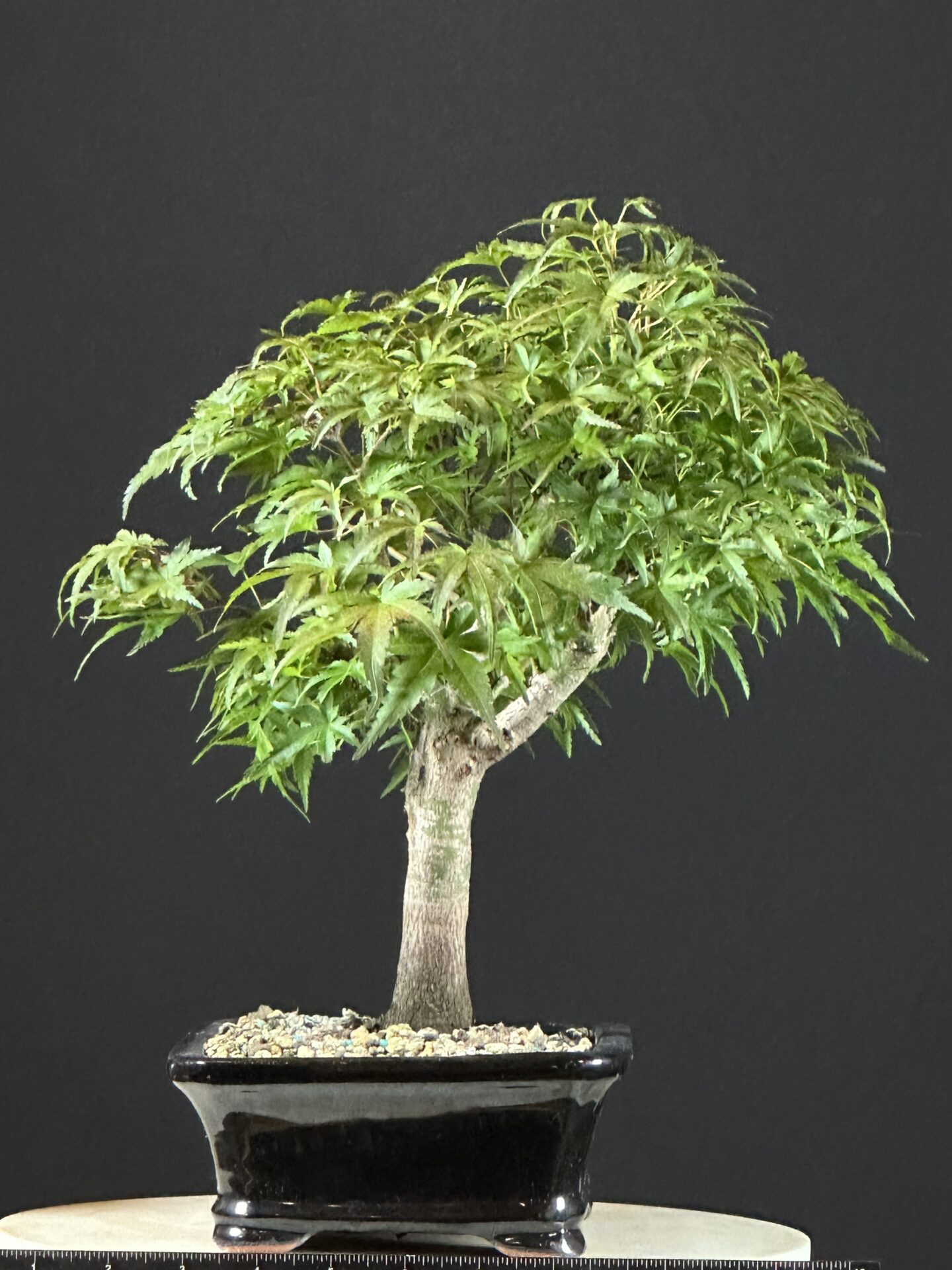 Japanese Maple var. Sharps Pygmy Bonsai ST8767 - Image 5