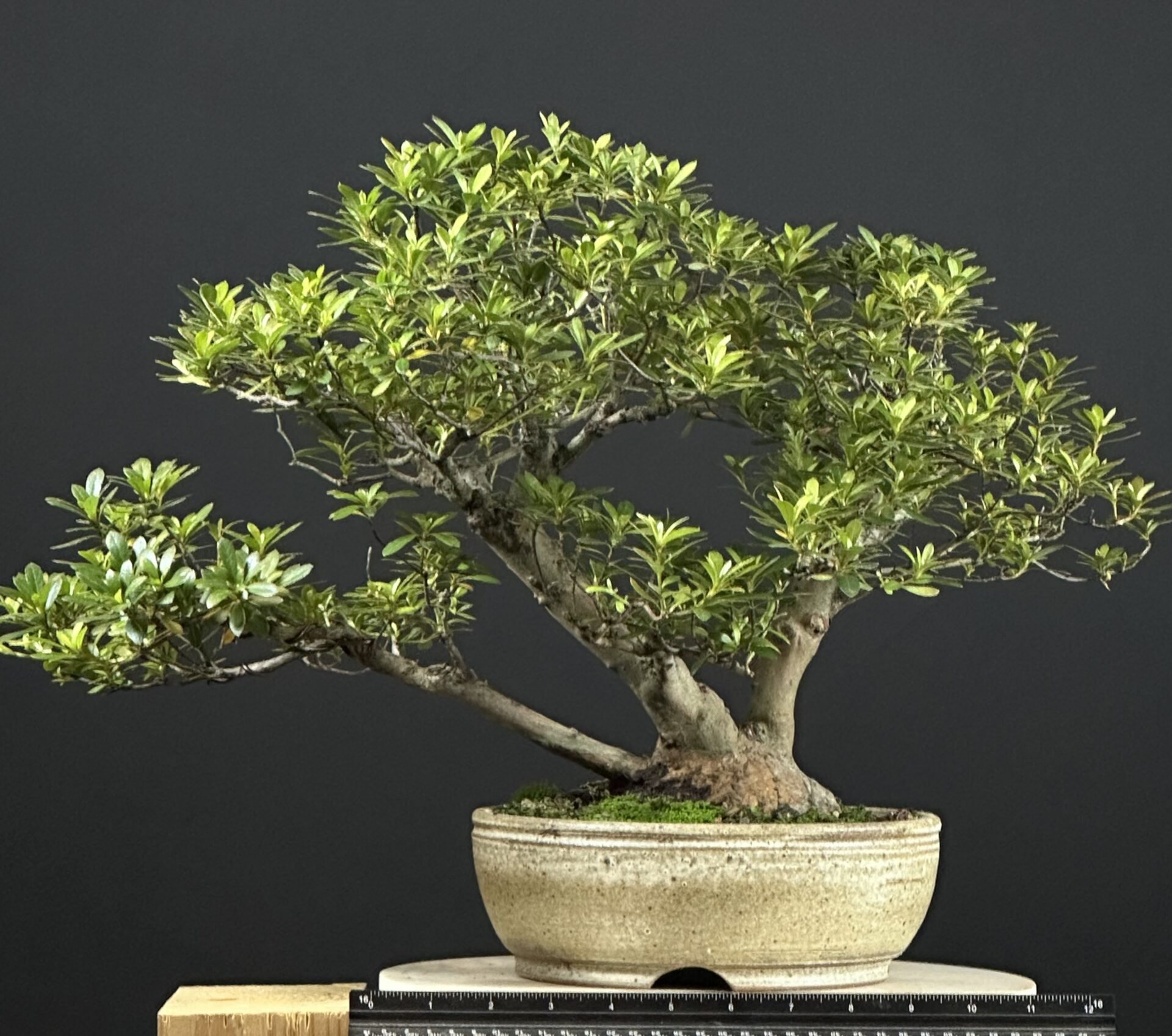 Satsuki Azalea var. Wakaebisu - Image 5
