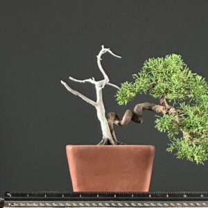 Itoigawa Shimpaku Juniper Bonsai ST0449