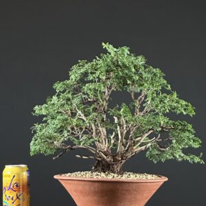 Hinoki Cypress ST0493