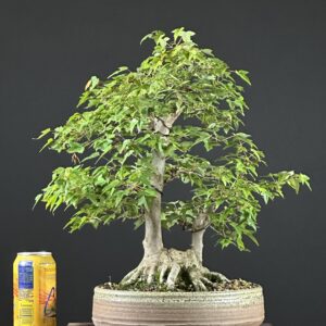 Trident Maple Bonsai ST8870