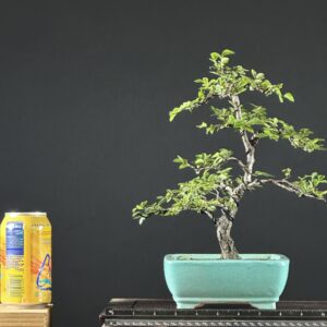 Cork Bark Chinese Elm Bonsai ST0441