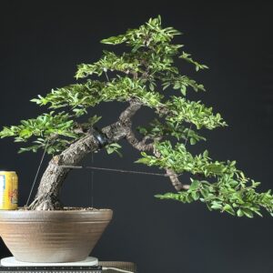 Cork Bark Chinese Elm Bonsai ST0440