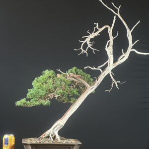 Shimpaku Juniper var. Kishu