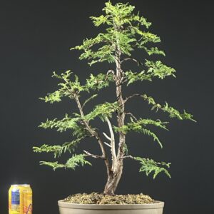 Golden Hinoki Cypress ST0442